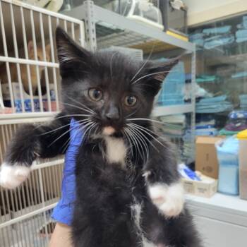 Rescue Domestic Short Hair Cats for Adoption in Westminster, California - Trick | PetCurious