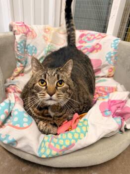 Lilly -  Domestic Short Hair Cat for Adoption in Pottsville, Pennsylvania - Lilly | PetCurious