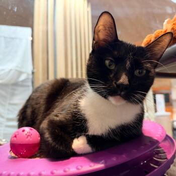 Anara -  Domestic Short Hair Cat for Adoption in New York, New York - Anara | PetCurious