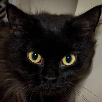 Phoebe -  Domestic Medium Hair Cat for Adoption in Victor, New York - Phoebe | PetCurious