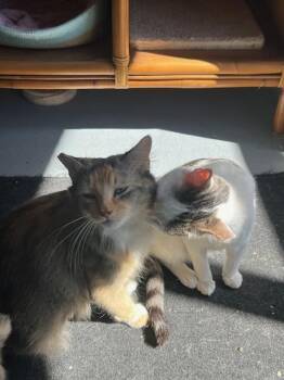 Domestic Long Hair and Calico Cats Available for Adoption - Callie | PetCurious
