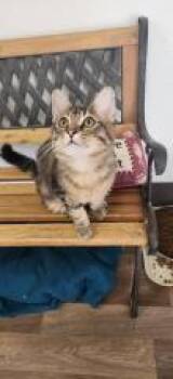 Maine Coon Cats Available for Adoption - Kitten 27589 (Sparky) | PetCurious