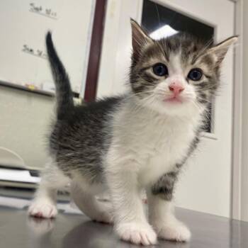Finn -  Domestic Short Hair Cat for Adoption in Fall River, Massachusetts - Finn | PetCurious