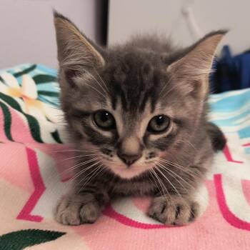 Dipper -  Domestic Short Hair Cat for Adoption in Long Beach, California - Dipper | PetCurious
