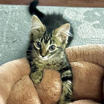 Rescue Domestic Short Hair Cats for Adoption in Lansing, Michigan - Daisy And Baby | PetCurious