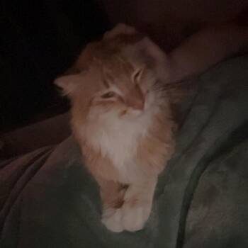 Rusty -  Domestic Long Hair Cat for Adoption in Rochester, Minnesota - Rusty | PetCurious