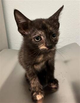 DANDELION -  Domestic Short Hair Cat for Adoption in Long Beach, California - DANDELION | PetCurious