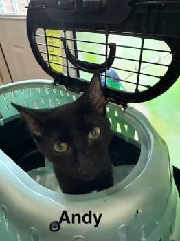Andy -  Domestic Short Hair Cat for Adoption in Zimmerman, Minnesota - Andy | PetCurious