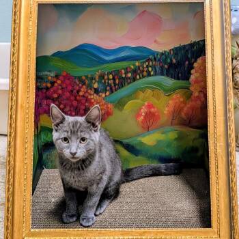 Domestic Short Hair Cats Available for Adoption - Red Velvet | PetCurious