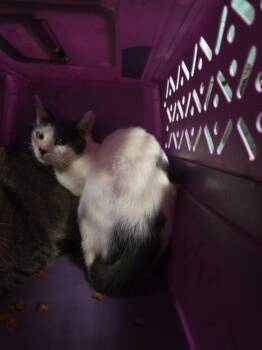 July -  Domestic Short Hair Cat for Adoption in Rockport, Texas - July | PetCurious