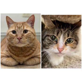 Domestic Short Hair and Tabby Cats Available for Adoption in Winchendon, Massachusetts - Mammas & Simba | PetCurious