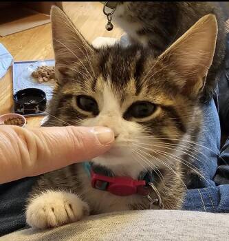 Cerulean Sea: Lucy Furr -  Tabby Cat for Adoption - Cerulean Sea: Lucy Furr | PetCurious