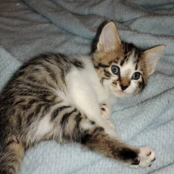 Rescue Domestic Short Hair Cats for Adoption in Crookston, Minnesota - Frankie | PetCurious