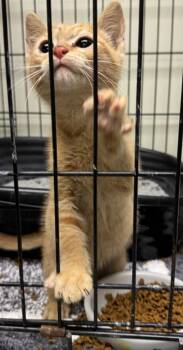 Jerry -  Domestic Short Hair Cat for Adoption in Saint Clairsville, Ohio - Jerry | PetCurious