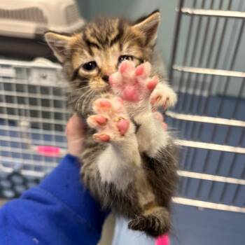 Herbal -  Domestic Short Hair Cat for Adoption in Greensboro, North Carolina - Herbal | PetCurious