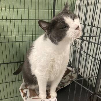 Domestic Short Hair Cats Available for Adoption - Opie | PetCurious