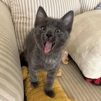 Jubilee -  Domestic Short Hair Cat for Adoption in Jupiter, Florida - Jubilee | PetCurious