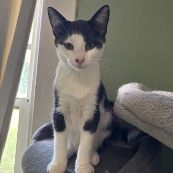 Cobra -  Domestic Short Hair Cat for Adoption in Richmond, Virginia - Cobra | PetCurious