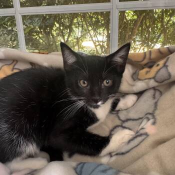 DIAMOND -  Domestic Short Hair Cat for Adoption in East Greenwich, Rhode Island - DIAMOND | PetCurious