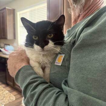 Justice -  Tuxedo Cat for Adoption in Las Vegas, Nevada - Justice | PetCurious