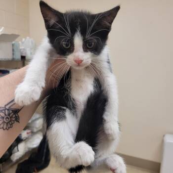 Duchess -  Domestic Short Hair Cat for Adoption in Lake Panasoffkee, Florida - Duchess | PetCurious