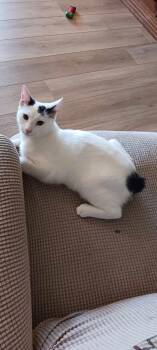 Rescue Manx Cats for Adoption in Ashville, Ohio - Charlie | PetCurious