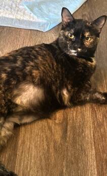Rescue Domestic Short Hair Cats for Adoption in Hardeeville, South Carolina - Tippy | PetCurious