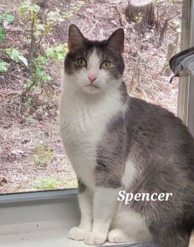 Domestic Short Hair Cats Available for Adoption in Ellijay, Georgia - Spencer | PetCurious