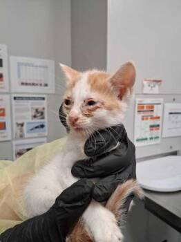 Merrick -  Domestic Short Hair Cat for Adoption in Sevierville, Tennessee - Merrick | PetCurious