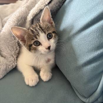 Ollie -  American Shorthair Cat for Adoption in Hickory, North Carolina - Ollie | PetCurious