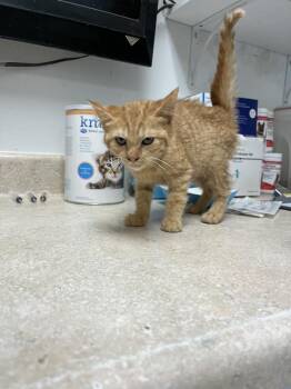 Zuri -  Domestic Short Hair Cat for Adoption in Ontario, California - Zuri | PetCurious