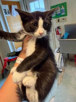 Yasmin -  Domestic Short Hair Cat for Adoption in Port Jervis, New York - Yasmin | PetCurious
