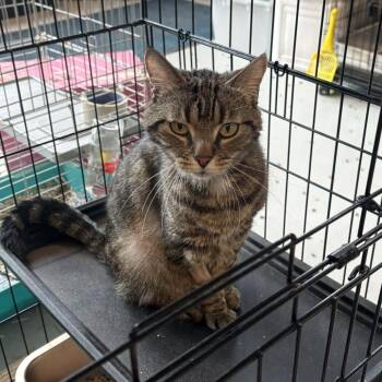 Domestic Short Hair Cats Available for Adoption in Huntington, West Virginia - Miles | PetCurious