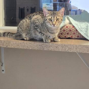 Sidney -  Domestic Short Hair Cat Available for Adoption in West Branch, Michigan - Sidney | PetCurious