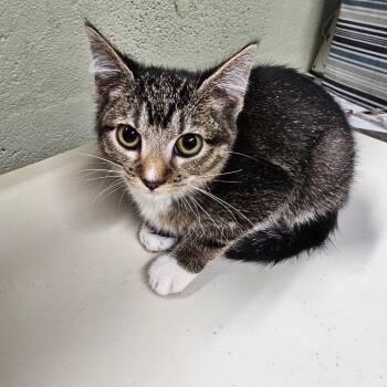 Rescue Domestic Short Hair Cats for Adoption in Eureka Springs, Arkansas - Snickers | PetCurious