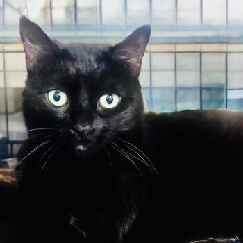 Domestic Short Hair Cats Available for Adoption in Los Angeles, California - Miss Kitty | PetCurious