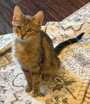 Miz -  Domestic Short Hair Cat for Adoption in Taycheedah, Wisconsin - Miz | PetCurious