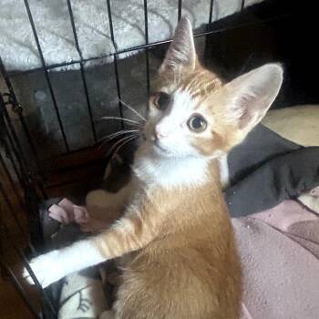 American Shorthair Cats Available for Adoption in Calimesa, California - Dumbo | PetCurious