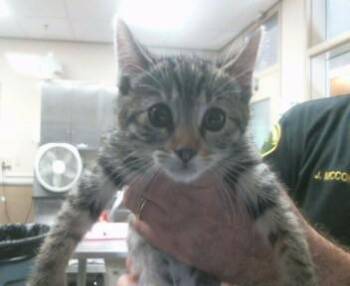 BUBBLES -  Domestic Short Hair Cat for Adoption in Sacramento, California - BUBBLES | PetCurious