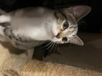 Rescue Domestic Short Hair Cats for Adoption in Louisville, Kentucky - Phoebe | PetCurious