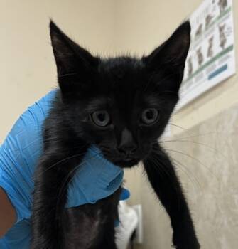 Rescue Domestic Short Hair Cats for Adoption in Honolulu, Hawaii - 59780954 | PetCurious