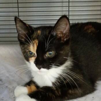 Marzipan -  Domestic Short Hair Cat for Adoption in Muncie, Indiana - Marzipan | PetCurious