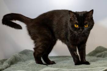 Bagheera -  British Shorthair Cat for Adoption in Oakville, Ontario - Bagheera | PetCurious