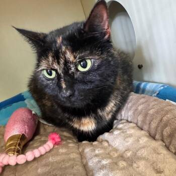 Honey -  Domestic Short Hair Cat for Adoption in Lake Jackson, Texas - Honey | PetCurious