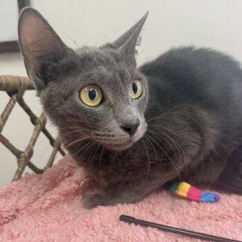 Marina -  Domestic Short Hair Cat for Adoption in Houston, Texas - Marina | PetCurious