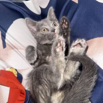 Minnie -  Domestic Short Hair Cat for Adoption in South Miami, Florida - Minnie | PetCurious