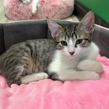 Spork -  Domestic Short Hair Cat for Adoption in Dayton, Ohio - Spork | PetCurious
