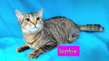 Rescue Domestic Short Hair Cats for Adoption in Jessup, Maryland - Sophie | PetCurious