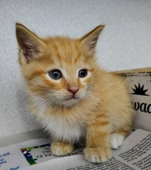 Domestic Short Hair Cats Available for Adoption in Fayetteville, West Virginia - Jason | PetCurious