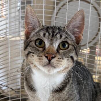 Barnacle Boy -  Domestic Short Hair Cat for Adoption in Goleta, California - Barnacle Boy | PetCurious
